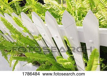 Stock Photo - greenery overgrowth 
out of a white 
picket fence. 
fotosearch - search 
stock photos, 
pictures, images, 
and photo clipart
