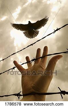 Stock Photo - hand reaching 
out for bird. 
fotosearch - search 
stock photos, 
pictures, images, 
and photo clipart