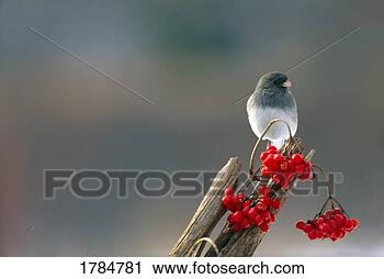 Stock Photography - junco bird with 
red-colored berries. 
fotosearch - search 
stock photos, 
pictures, images, 
and photo clipart