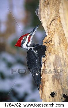 Stock Photo - pileated woodpecker. 
fotosearch - search 
stock photos, 
pictures, images, 
and photo clipart