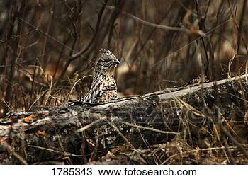 Stock Photo - prairie chicken. 
fotosearch - search 
stock photos, 
pictures, images, 
and photo clipart