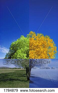 Stock Photograph - tree in the four 
seasons. fotosearch 
- search stock 
photos, pictures, 
images, and photo 
clipart