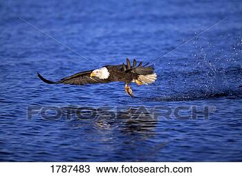 Stock Photo - bald eagle catching 
fish. fotosearch 
- search stock 
photos, pictures, 
images, and photo 
clipart