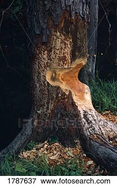 Picture - beaver cut in 
wild black cherry 
tree. fotosearch 
- search stock 
photos, pictures, 
images, and photo 
clipart