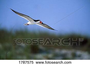 Stock Image - black skimmer 
in flight. fotosearch 
- search stock 
photos, pictures, 
images, and photo 
clipart