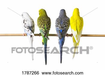 Stock Photo - budgie bird posteriors. 
fotosearch - search 
stock photos, 
pictures, images, 
and photo clipart