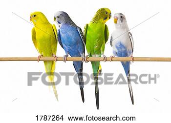Stock Photo - budgie birds on 
a perch. fotosearch 
- search stock 
photos, pictures, 
images, and photo 
clipart
