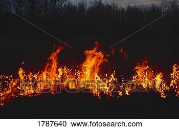 Stock Photography - burning field 
of grass. fotosearch 
- search stock 
photos, pictures, 
images, and photo 
clipart