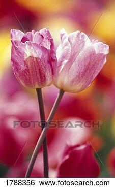 Stock Photo - close-up of tulips. 
fotosearch - search 
stock photos, 
pictures, images, 
and photo clipart
