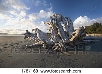 Stock Photo - driftwood on a 
beach. fotosearch 
- search stock 
photos, pictures, 
images, and photo 
clipart