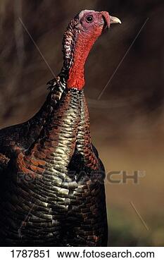Stock Photography - eastern turkey 
tom. fotosearch 
- search stock 
photos, pictures, 
images, and photo 
clipart