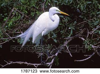 Stock Photo - great egret in 
breeding plumage. 
fotosearch - search 
stock photos, 
pictures, images, 
and photo clipart