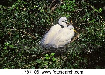 Stock Photo - great egrets breeding 
pair. fotosearch 
- search stock 
photos, pictures, 
images, and photo 
clipart
