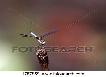 Stock Photograph - green darner dragonfly. 
fotosearch - search 
stock photos, 
pictures, images, 
and photo clipart
