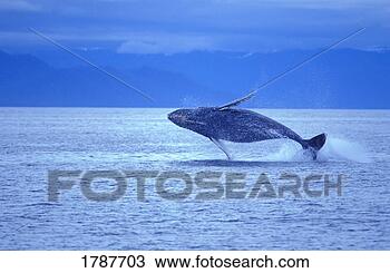 Stock Photo - humpback whale 
breach. fotosearch 
- search stock 
photos, pictures, 
images, and photo 
clipart