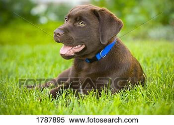 Stock Image - labrador retriever 
puppy. fotosearch 
- search stock 
photos, pictures, 
images, and photo 
clipart