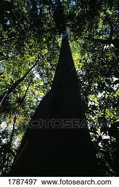 Picture - low-angle view 
of tree. fotosearch 
- search stock 
photos, pictures, 
images, and photo 
clipart