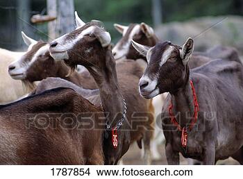 Stock Photo - milking goats. 
fotosearch - search 
stock photos, 
pictures, images, 
and photo clipart