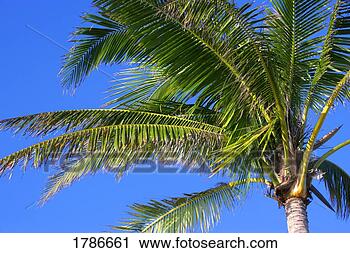 Stock Photography - palm tree. fotosearch 
- search stock 
photos, pictures, 
images, and photo 
clipart