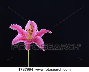 Stock Photo - pink lily on black 
background. fotosearch 
- search stock 
photos, pictures, 
images, and photo 
clipart