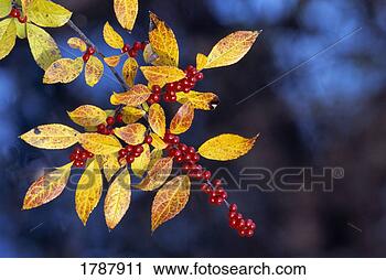 Stock Photography - red berries on 
a branch. fotosearch 
- search stock 
photos, pictures, 
images, and photo 
clipart