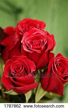 Stock Photo - red roses. fotosearch 
- search stock 
photos, pictures, 
images, and photo 
clipart
