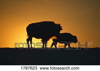Stock Photo - silhouette of 
two bison, sunset. 
fotosearch - search 
stock photos, 
pictures, images, 
and photo clipart