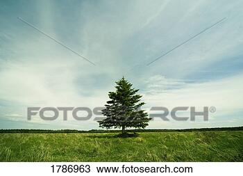 Stock Photo - single tree. fotosearch 
- search stock 
photos, pictures, 
images, and photo 
clipart