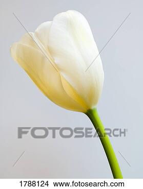 Stock Photo - single white tulip. 
fotosearch - search 
stock photos, 
pictures, images, 
and photo clipart