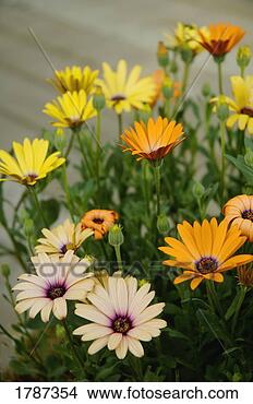 Stock Photo - spring flowers. 
fotosearch - search 
stock photos, 
pictures, images, 
and photo clipart