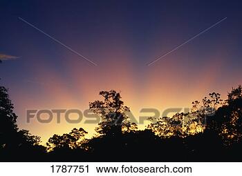 Stock Photography - sunset rays over 
trees. fotosearch 
- search stock 
photos, pictures, 
images, and photo 
clipart