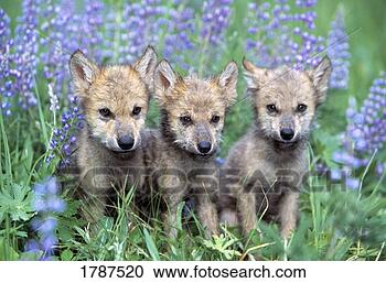 Stock Photography - three wolf pups. 
fotosearch - search 
stock photos, 
pictures, images, 
and photo clipart