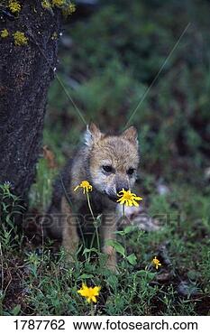 Stock Photo - wolf puppy sniffing 
yellow flower. 
fotosearch - search 
stock photos, 
pictures, images, 
and photo clipart