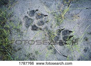 Stock Photo - wolf tracks in 
the mud. fotosearch 
- search stock 
photos, pictures, 
images, and photo 
clipart