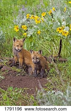 Stock Photo - baby foxes at 
den site. fotosearch 
- search stock 
photos, pictures, 
images, and photo 
clipart