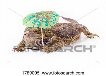 Stock Image - bearded dragon 
lizard with parasol. 
fotosearch - search 
stock photos, 
pictures, images, 
and photo clipart