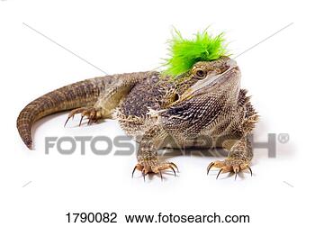 Stock Photo - bearded dragon 
lizard with mohawk. 
fotosearch - search 
stock photos, 
pictures, images, 
and photo clipart