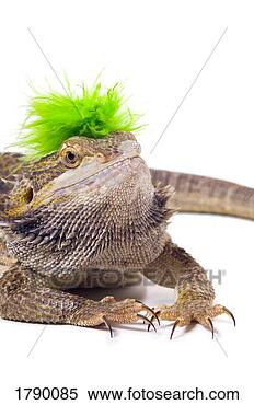 Stock Image - bearded dragon 
lizard with mohawk. 
fotosearch - search 
stock photos, 
pictures, images, 
and photo clipart
