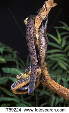 Stock Photo - blandings tree 
snake. fotosearch 
- search stock 
photos, pictures, 
images, and photo 
clipart