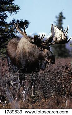 Stock Photograph - bull moose. fotosearch 
- search stock 
photos, pictures, 
images, and photo 
clipart