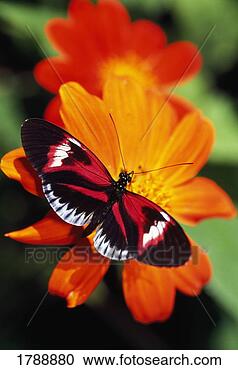 Stock Photography - butterfly on flower. 
fotosearch - search 
stock photos, 
pictures, images, 
and photo clipart