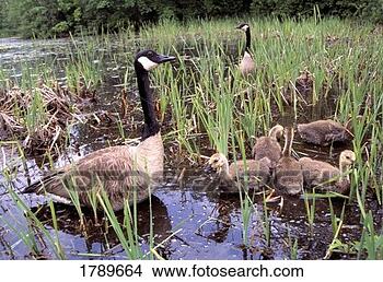 Stock Photo - canada geese with 
goslings. fotosearch 
- search stock 
photos, pictures, 
images, and photo 
clipart