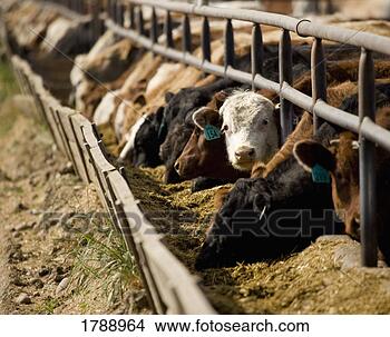 Stock Photo - cattle feeding. 
fotosearch - search 
stock photos, 
pictures, images, 
and photo clipart