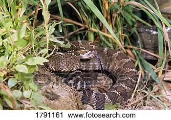 Stock Photography - eastern diamondback 
rattlesnake. fotosearch 
- search stock 
photos, pictures, 
images, and photo 
clipart