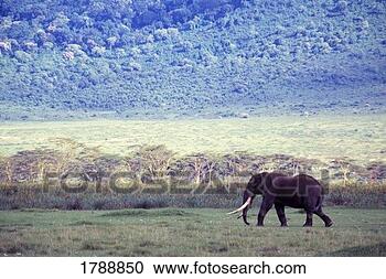 Stock Photography - elephant in the 
wild. fotosearch 
- search stock 
photos, pictures, 
images, and photo 
clipart