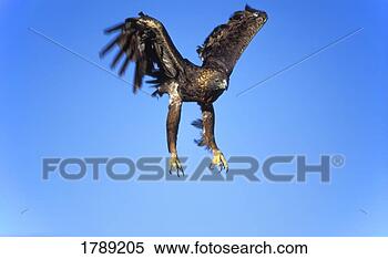 Stock Image - golden eagle in 
flight. fotosearch 
- search stock 
photos, pictures, 
images, and photo 
clipart