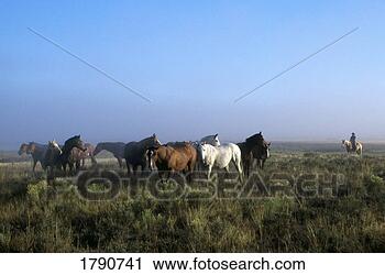 Stock Photography - herd of horses 
with distant cowboy 
on horseback. 
fotosearch - search 
stock photos, 
pictures, images, 
and photo clipart