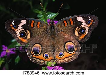 Stock Photo - indian leaf wing 
butterfly. fotosearch 
- search stock 
photos, pictures, 
images, and photo 
clipart