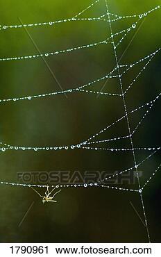 Stock Photography - insect in dewy 
spider web. fotosearch 
- search stock 
photos, pictures, 
images, and photo 
clipart