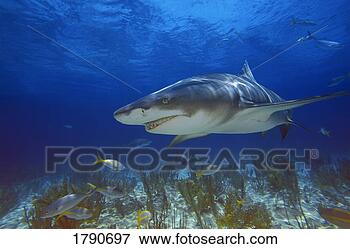 Picture - lemon shark. fotosearch 
- search stock 
photos, pictures, 
images, and photo 
clipart